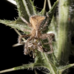 Sidymella hirsuta (Hairy crab spider) at Point Hut to Tharwa - 27 Jan 2019 by WarrenRowland