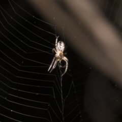 Phonognatha graeffei (Leaf Curling Spider) at Tuggeranong DC, ACT - 27 Jan 2019 by WarrenRowland