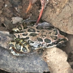 Limnodynastes tasmaniensis (Spotted Grass Frog) at Majura, ACT - 1 Feb 2019 by jb2602