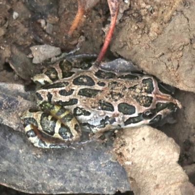 Limnodynastes tasmaniensis (Spotted Grass Frog) at Majura, ACT - 1 Feb 2019 by jbromilow50