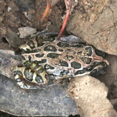 Limnodynastes tasmaniensis (Spotted Grass Frog) at Majura, ACT - 1 Feb 2019 by jb2602