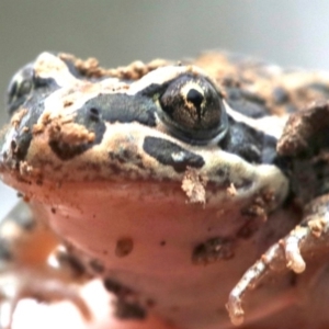 Limnodynastes tasmaniensis at Majura, ACT - 1 Feb 2019 01:24 PM