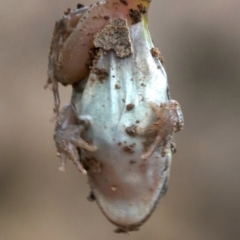 Limnodynastes tasmaniensis at Majura, ACT - 1 Feb 2019