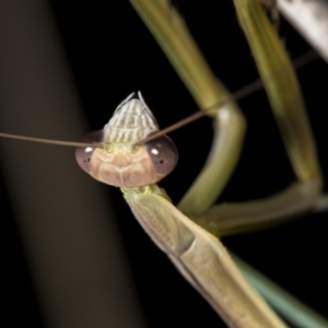 Tenodera australasiae at Tuggeranong DC, ACT - 27 Jan 2019 09:07 PM