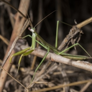 Tenodera australasiae at Tuggeranong DC, ACT - 27 Jan 2019 09:07 PM