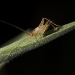 Trigonidiinae sp. (subfamily) (Unidentified winged bush cricket) at Tuggeranong DC, ACT - 27 Jan 2019 by WarrenRowland