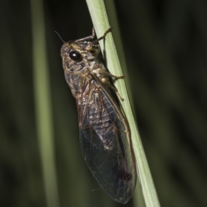 Galanga labeculata at Tuggeranong DC, ACT - 27 Jan 2019