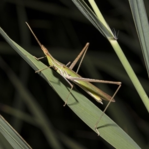 Acrida conica at Tuggeranong DC, ACT - 27 Jan 2019 09:04 PM