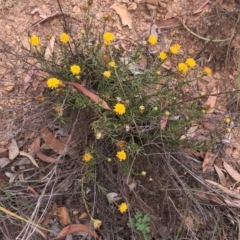 Rutidosis leptorhynchoides (Button Wrinklewort) at Attunga Point - 1 Feb 2019 by ruthkerruish