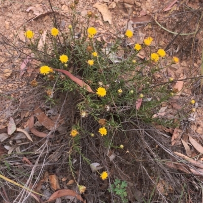 Rutidosis leptorhynchoides (Button Wrinklewort) at Yarralumla, ACT - 31 Jan 2019 by ruthkerruish