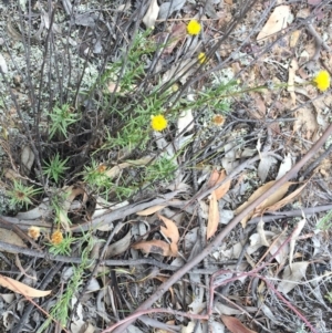 Rutidosis leptorhynchoides at Yarralumla, ACT - 1 Feb 2019