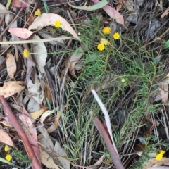 Rutidosis leptorhynchoides at Yarralumla, ACT - 1 Feb 2019