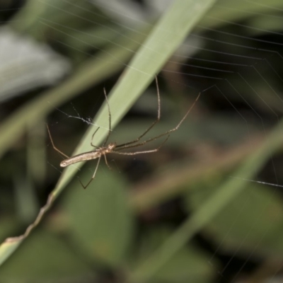 Tetragnatha sp. (genus) (Long-jawed spider) at Tuggeranong DC, ACT - 27 Jan 2019 by WarrenRowland