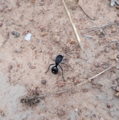 Bothriomutilla rugicollis (Mutillid wasp or velvet ant) at Hawker, ACT - 2 Feb 2019 by TomfromOregon