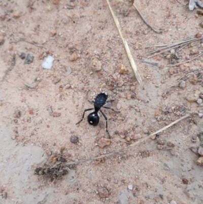 Bothriomutilla rugicollis (Mutillid wasp or velvet ant) at Hawker, ACT - 1 Feb 2019 by TomfromOregon