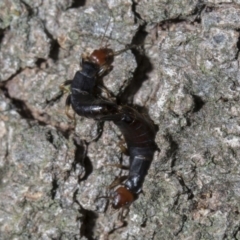 Nesogaster ruficeps (Red-headed earwig) at Tuggeranong DC, ACT - 27 Jan 2019 by WarrenRowland