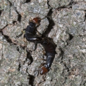 Nesogaster ruficeps at Tuggeranong DC, ACT - 27 Jan 2019 09:23 PM