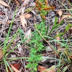 Hypericum perforatum (St John's Wort) at Attunga Point - 1 Feb 2019 by ruthkerruish