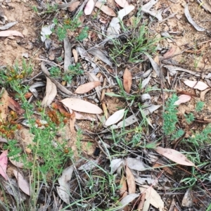 Hypericum perforatum at Yarralumla, ACT - 1 Feb 2019 10:00 AM