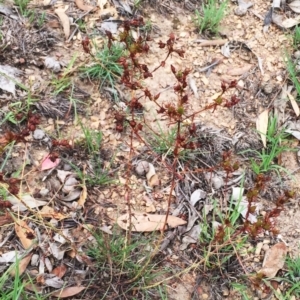 Hypericum perforatum at Yarralumla, ACT - 1 Feb 2019 10:00 AM