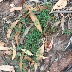 Einadia nutans subsp. nutans (Climbing Saltbush) at Yarralumla, ACT - 31 Jan 2019 by ruthkerruish