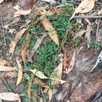 Einadia nutans subsp. nutans (Climbing Saltbush) at Yarralumla, ACT - 31 Jan 2019 by ruthkerruish