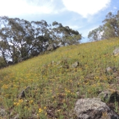 Hypericum perforatum (St John's Wort) at Conder, ACT - 12 Jan 2019 by michaelb