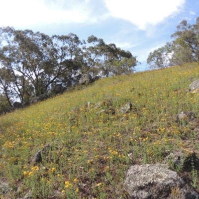 Hypericum perforatum (St John's Wort) at Conder, ACT - 12 Jan 2019 by MichaelBedingfield