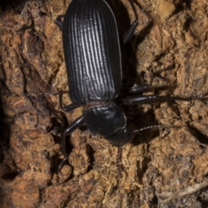 Promethis sp. (genus) at Tuggeranong DC, ACT - 27 Jan 2019 09:44 PM