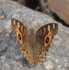 Junonia villida (Meadow Argus) at Conder, ACT - 12 Jan 2019 by michaelb