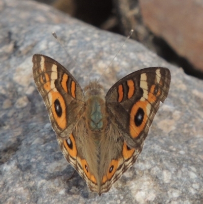 Junonia villida (Meadow Argus) at Conder, ACT - 12 Jan 2019 by michaelb