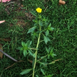 Ludwigia peploides subsp. montevidensis at Yarralumla, ACT - 1 Feb 2019