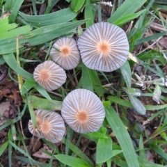 Coprinellus etc. (An Inkcap) at Acton, ACT - 1 Feb 2019 by RodDeb