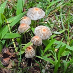 Coprinellus etc. at Acton, ACT - 1 Feb 2019