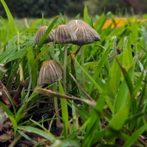 Coprinellus etc. at Acton, ACT - 1 Feb 2019