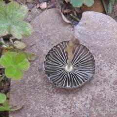 Coprinellus etc. at Acton, ACT - 1 Feb 2019