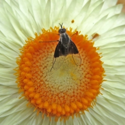 Geron nigralis (Slender bee fly) at Acton, ACT - 31 Jan 2019 by RodDeb