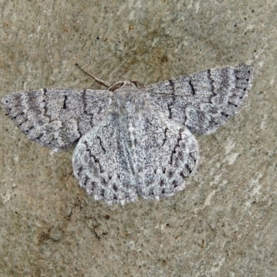 Crypsiphona ocultaria (Red-lined Looper Moth) at Acton, ACT - 1 Feb 2019 by RodDeb