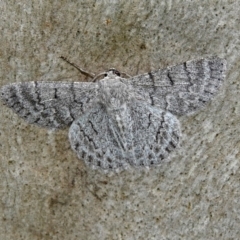 Crypsiphona ocultaria at Acton, ACT - 1 Feb 2019 09:39 AM