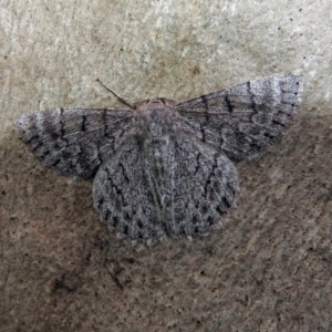 Crypsiphona ocultaria at Acton, ACT - 1 Feb 2019 09:39 AM