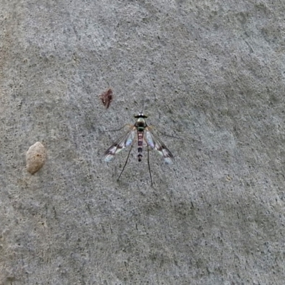 Heteropsilopus sp. (genus) (A long legged fly) at Acton, ACT - 1 Feb 2019 by RodDeb