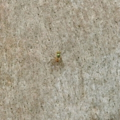 Heteropsilopus sp. (genus) at Acton, ACT - 1 Feb 2019 09:32 AM