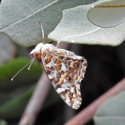 Vanessa kershawi (Australian Painted Lady) at Acton, ACT - 1 Feb 2019 by RodDeb