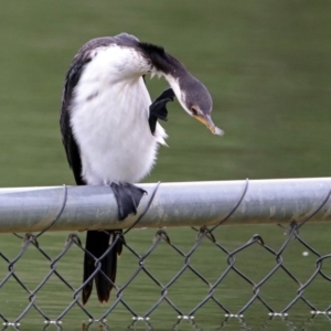 Microcarbo melanoleucos at Acton, ACT - 1 Feb 2019