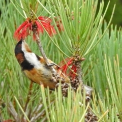 Acanthorhynchus tenuirostris (Eastern Spinebill) at Hackett, ACT - 31 Jan 2019 by RodDeb