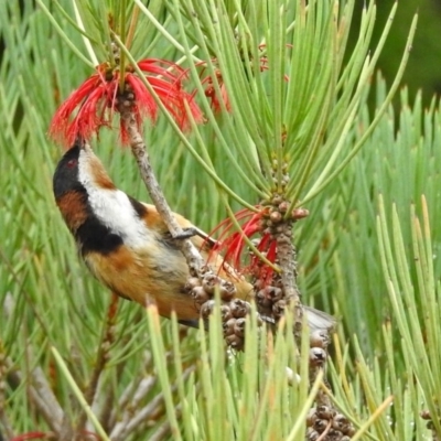 Acanthorhynchus tenuirostris (Eastern Spinebill) at Hackett, ACT - 1 Feb 2019 by RodDeb