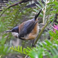 Acanthorhynchus tenuirostris at Hackett, ACT - 1 Feb 2019