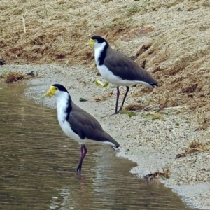 Vanellus miles at Acton, ACT - 1 Feb 2019