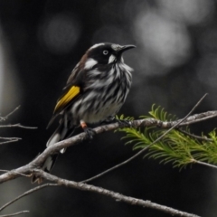 Phylidonyris novaehollandiae (New Holland Honeyeater) at Acton, ACT - 31 Jan 2019 by RodDeb