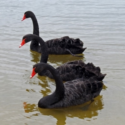 Cygnus atratus (Black Swan) at Acton, ACT - 1 Feb 2019 by RodDeb